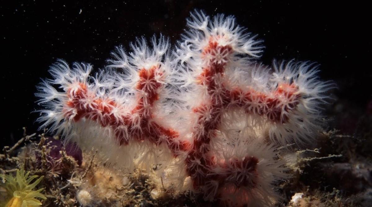 amadridejos6959124 cuaderno del domingo coral rojo    foto talp comunicaci  llu180504204125