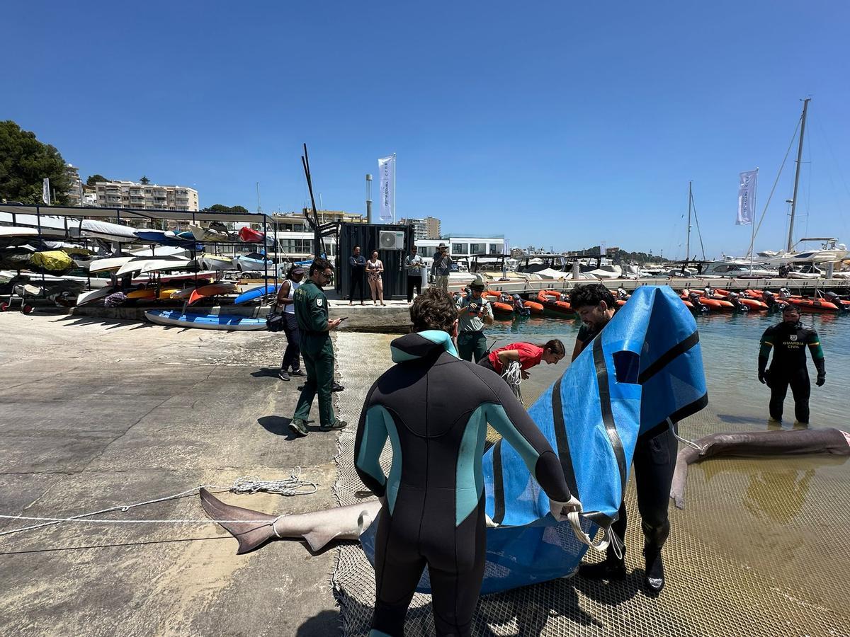 Encuentran dos tiburones muertos frente a la costa de Cala Nova, en la bahía de Palma