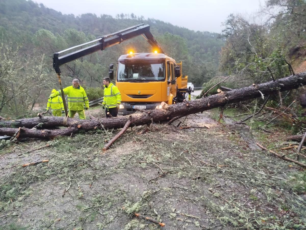 Trabajos de retirada de árboles de una carretera de la red provincial de la Diputación de Córdoba.