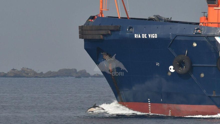 Un delfín común jugando con las olas mientras navega en la proa de un barco. | BDRI