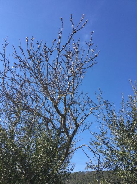 Ein Baum in Santa Eugènia.