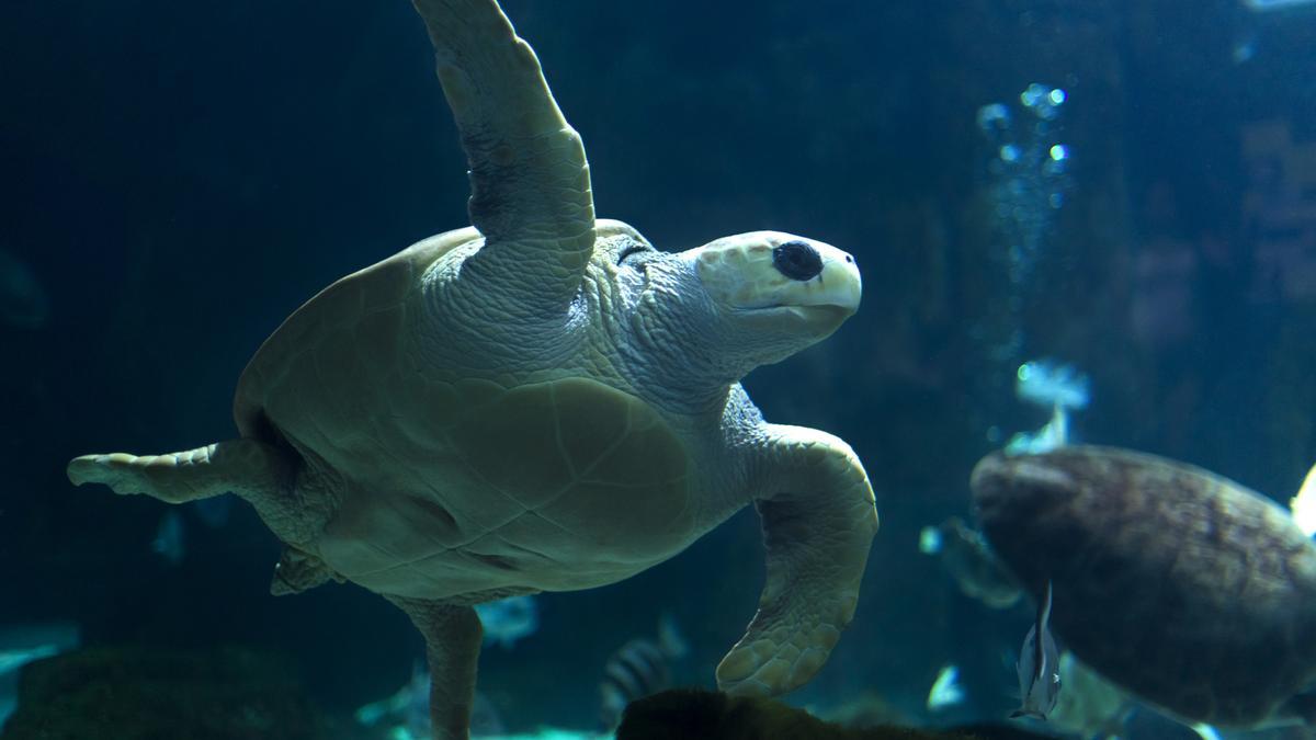 Un ejemplar de tortuga boba en Bioparc Acuario de Gijón.