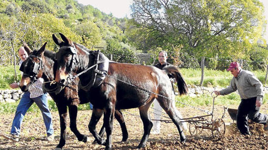 El mulo ´Menut´ y la mula ´Farina´, en plena faena arrastrando el arado tradicional.