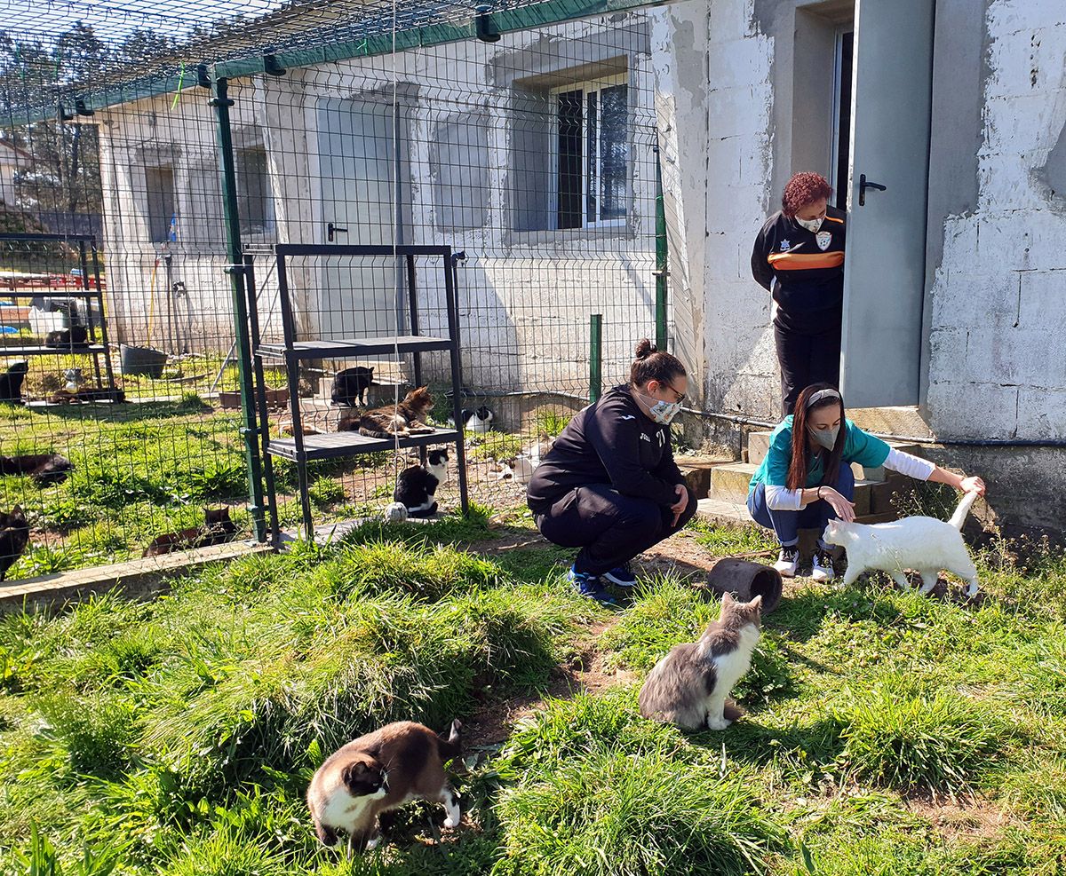 Gondomar protege a sus 70 gatos callejeros