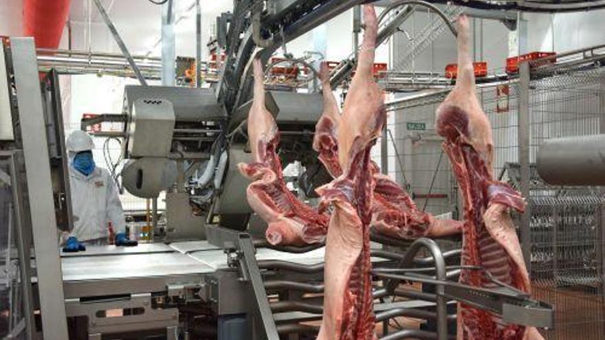 La producción aragonesa de cerdo se dispara un 17% en el primer semestre