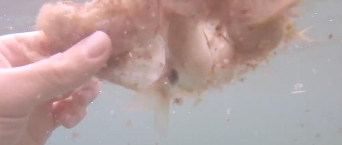 El espeluznante vídeo que muestra la basura marina en Alicante