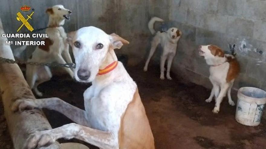 Rescatan en Valencia a 32 perros robados que iban a ser vendidos tras quitarles el chip