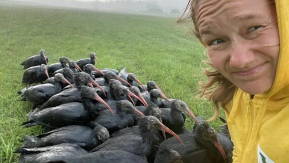 Exemplars d'ibis de la travessia d'aquest estiu amb una de les seves &quot;mares&quot;