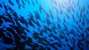 Archivo - Big fish school swimming deep underwater in Pacific ocean waters