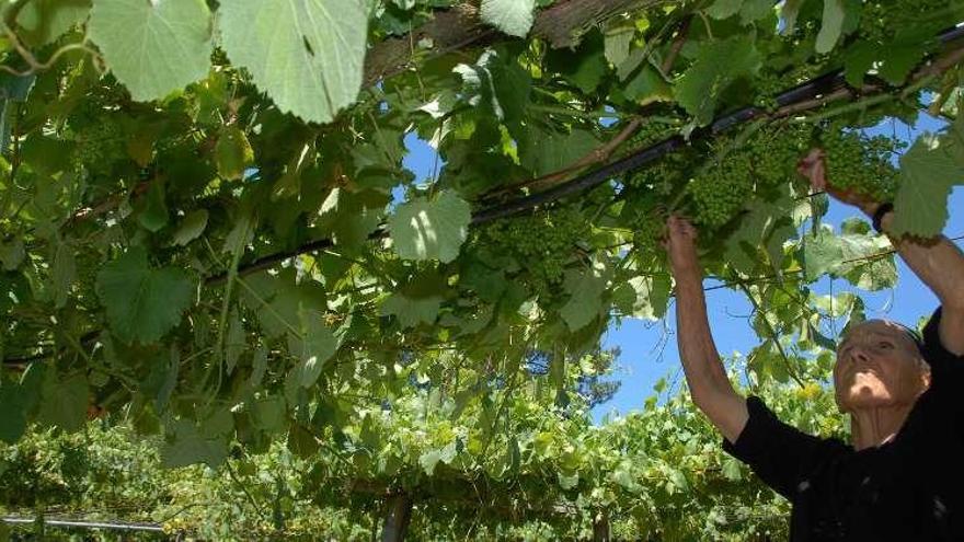 Trabajos de poda y deshojado en cepas de Rías Baixas. // Iñaki Abella