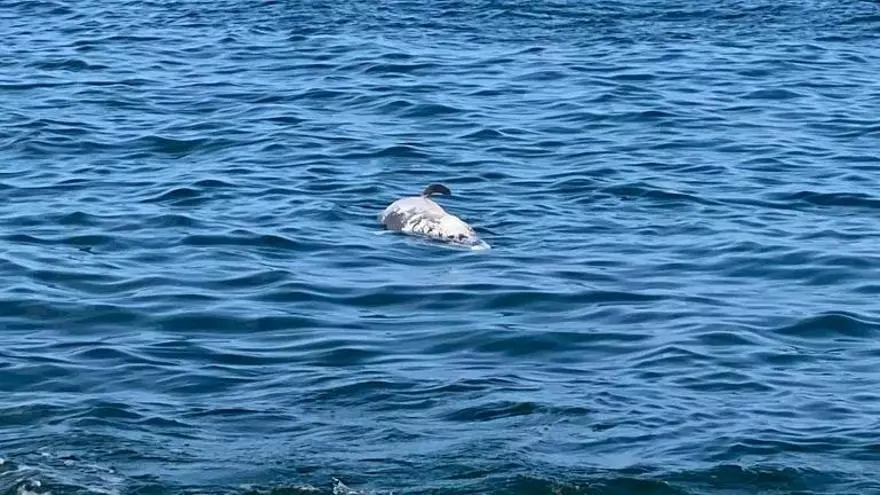 Aparece un delfín muerto cerca de la costa en la Colònia de Sant Jordi
