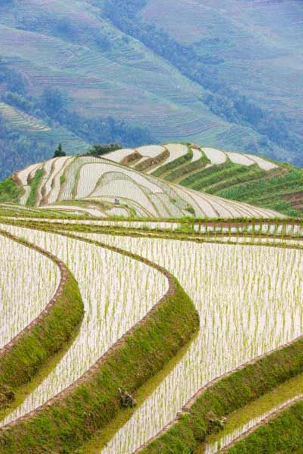 Terrazas de arroz en las montañas de Longsheng, a las que se accede fácilmente desde Yangshuo.