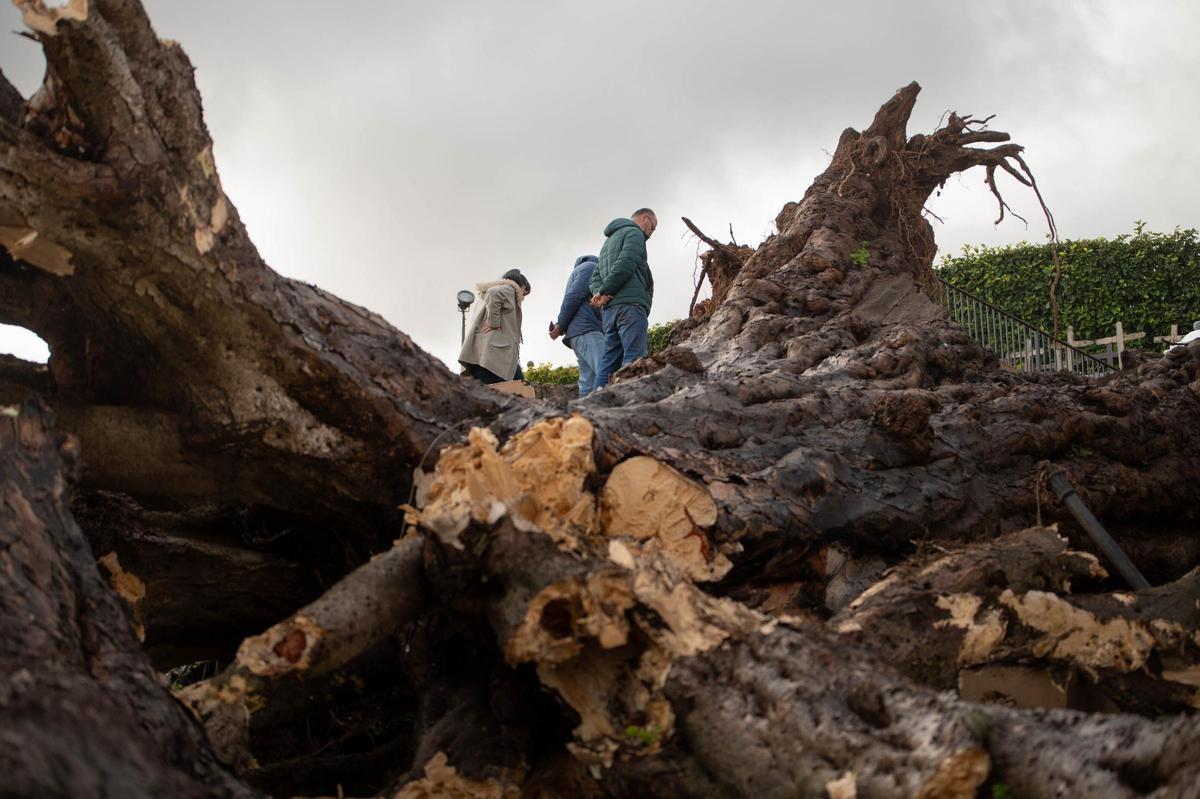 Drago de San Francisco, en Los Realejos, caído por el temporal