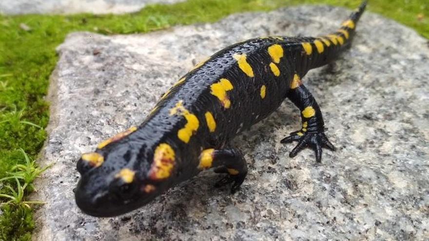 Anfibios amenazados "se refugian" en el Botánico