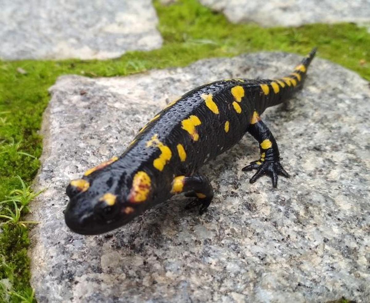 Anfibios amenazados "se refugian" en el Botánico