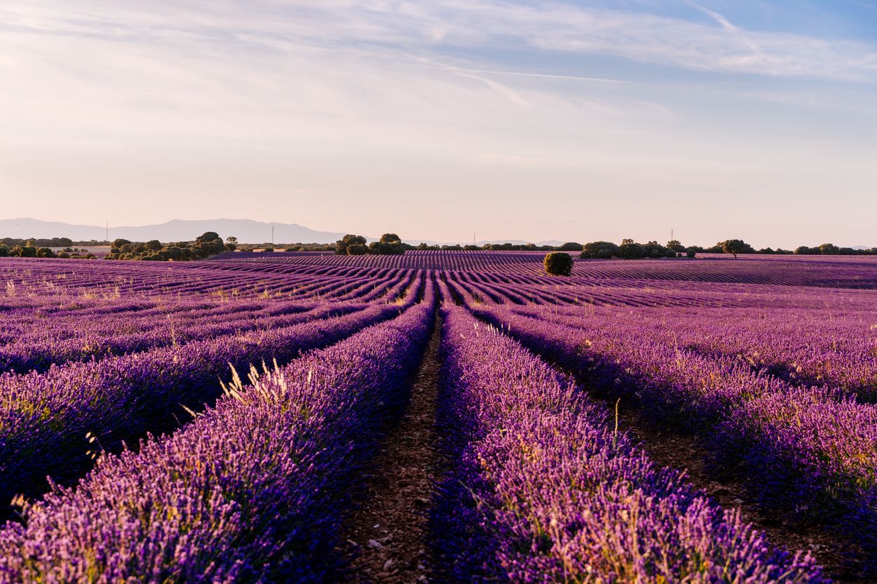 Los campos de lavanda de Brihuega consituyen uno de los paisajes más espectaculares de la provincia de Guadalajara