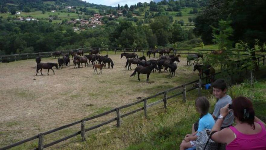 Unos visitantes observan los asturcones criados en Monte Cayón.