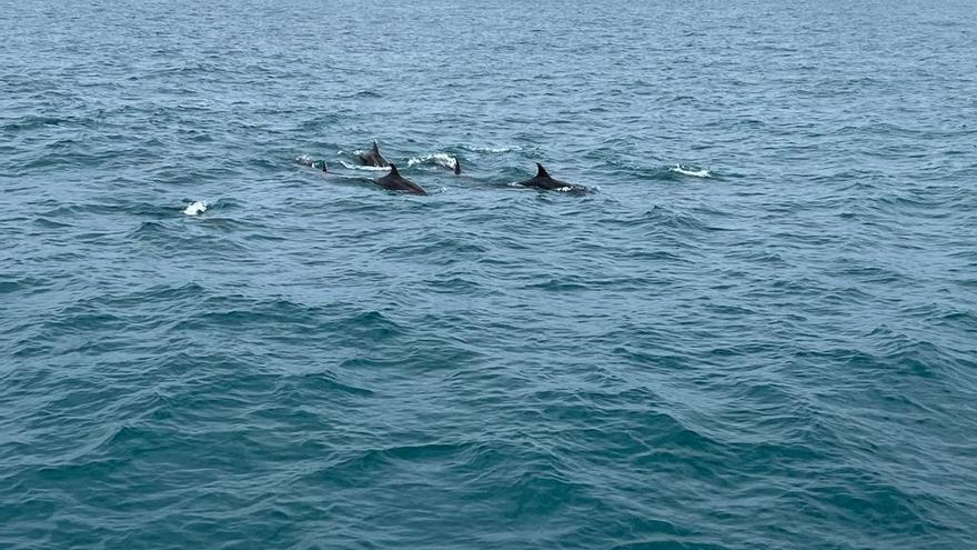 Un altre grup de dofins albirats diumenge