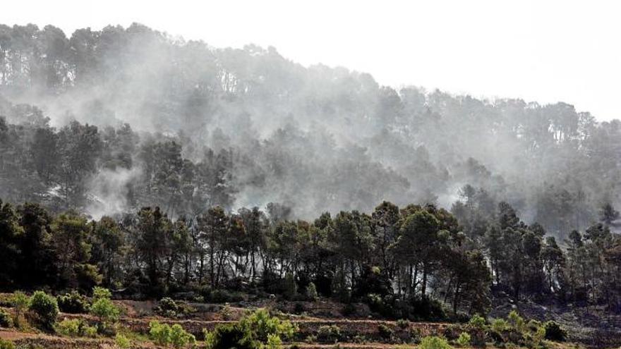 Un incendicrema més de 100 hectàrees de vegetació a l&#039;Urgell