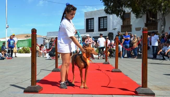 Concurso de disfraces de mascotas en Teguise