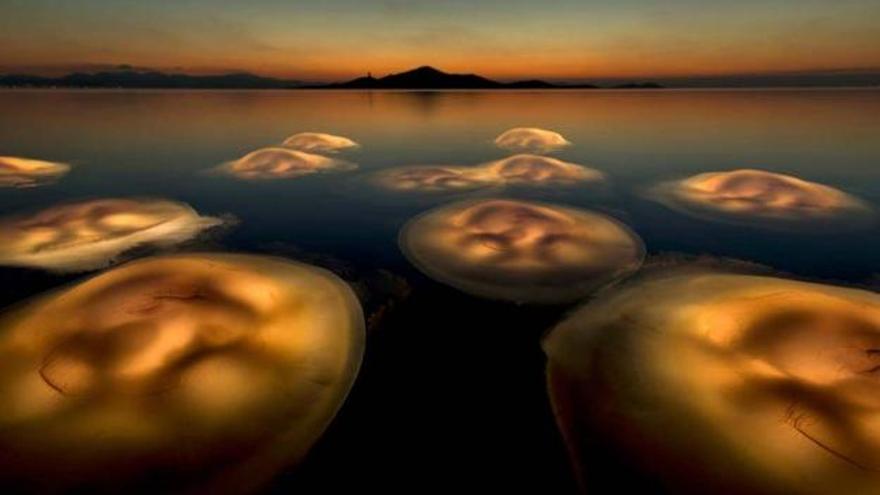 Imagen de Ángel Fitor: premio a la mejor fotografía de naturaleza 2021.