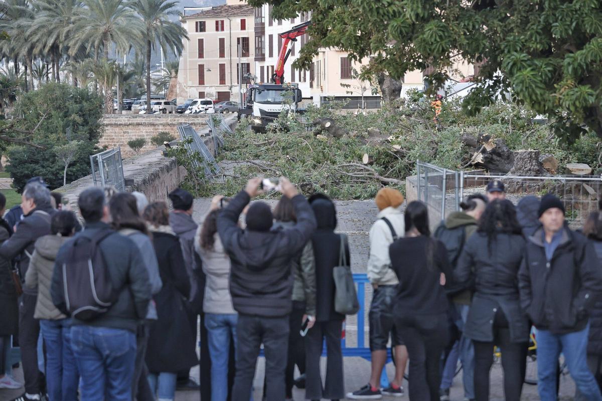 Así ha sido la tala de los bellasombra de la plaza Llorenç Villalonga