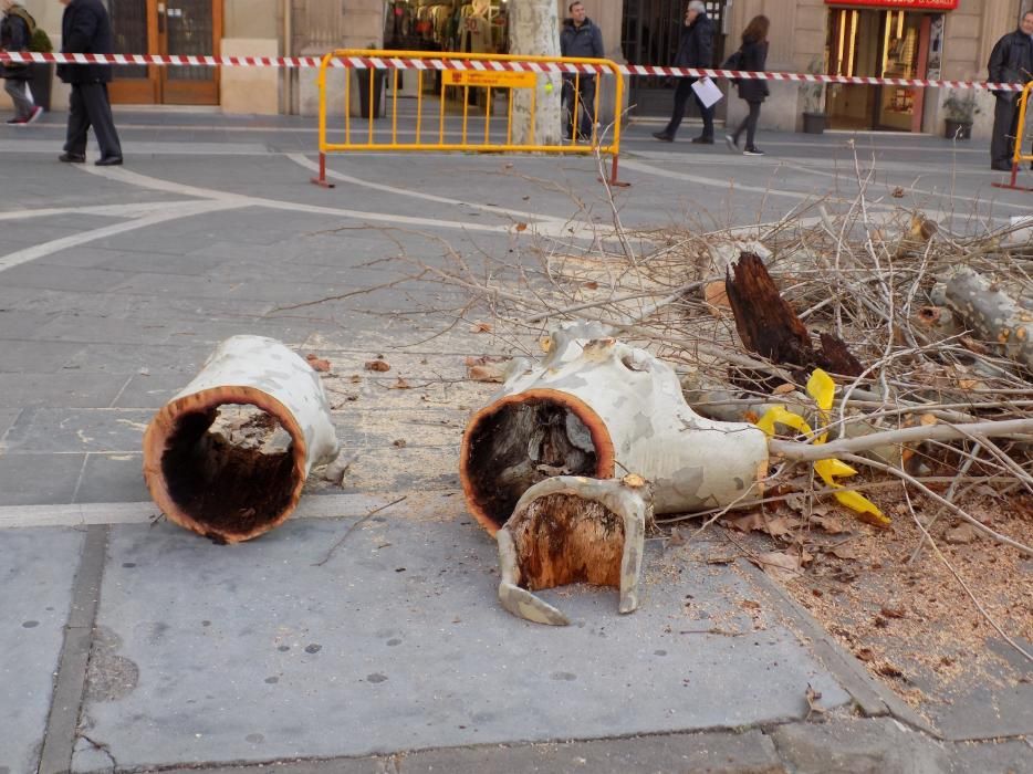 L'Ajuntament canvia 10 plàtans del Passeig