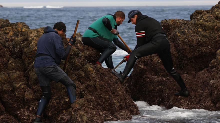 Estas son las previsiones de los pescadores para abastecer el mercado navideño de angula y percebes (y los precios serán mareantes)