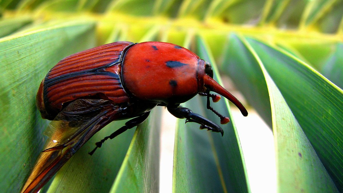 Picudo rojo