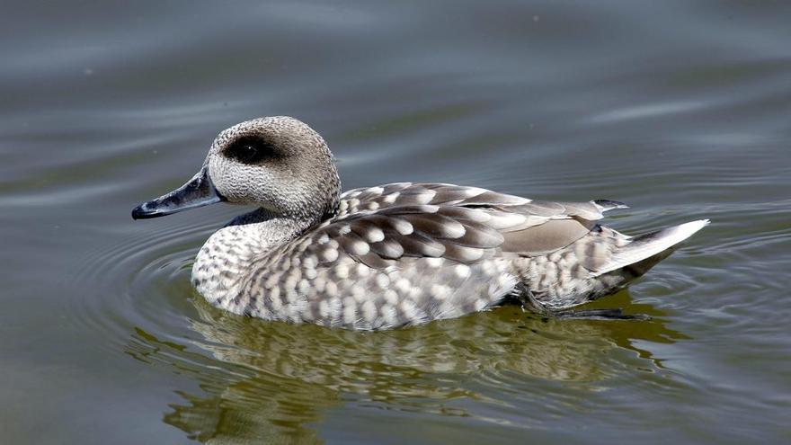 Cerceta pardilla, ave que vive en l&#039;Albufera de València