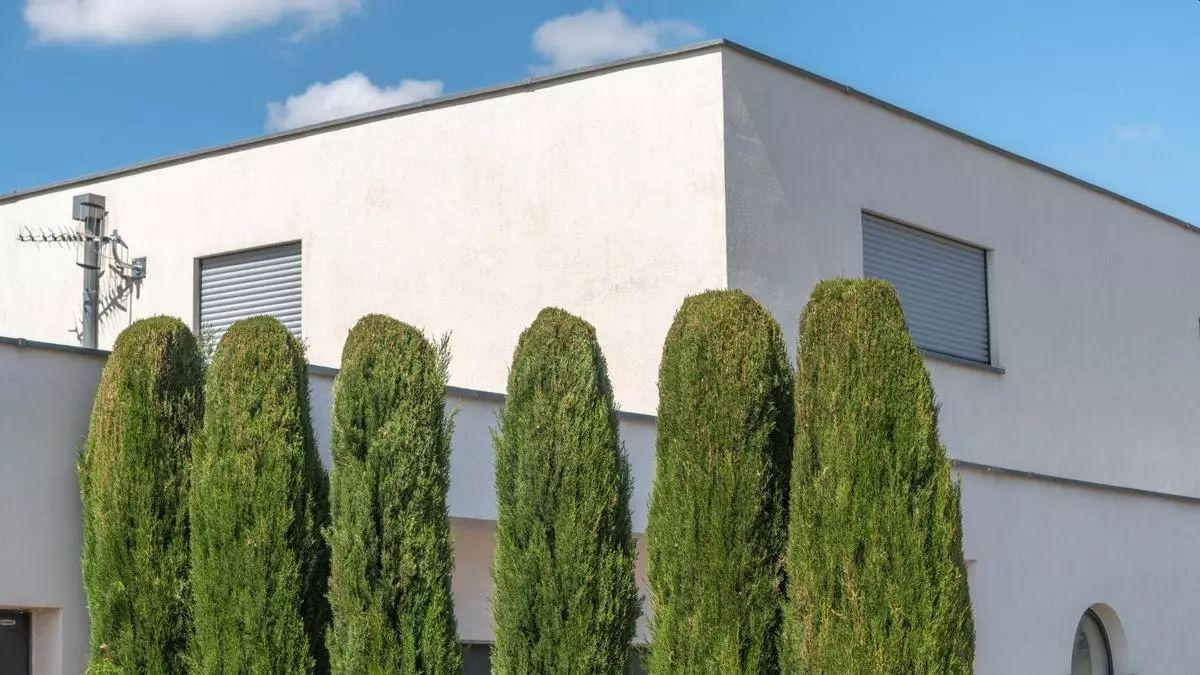 La norma prohíbe plantar árboles altos a menos de dos metros de la línea divisoria entre fincas, y arbustos o árboles bajos a menos de 50 centímetros.