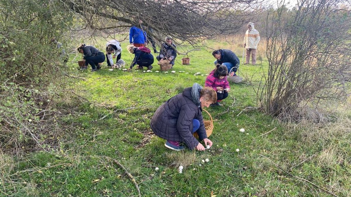 Arranca la campaña micológica en el noroeste de Zamora con la concesión de permisos en 66 pueblos