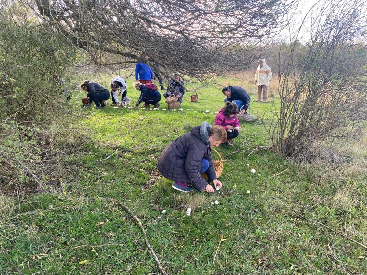 Recolectores recogen setas en el parque micológico zamorano en una campaña anterior.