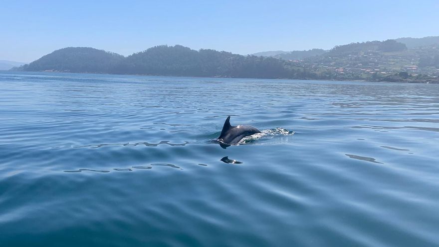 Avistamiento de delfines en la ría de Pontevedra: un grupo con cría sorprende frente a la playa de Lapamán