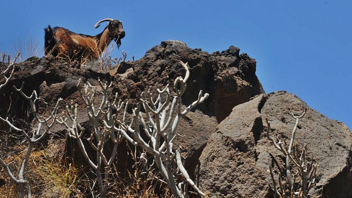 Una cabra en el Macizo de Anaga.