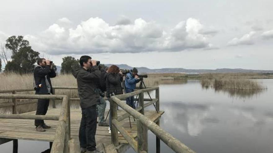 Periodistas medioambientales de ruta ornitológica por El Hondo