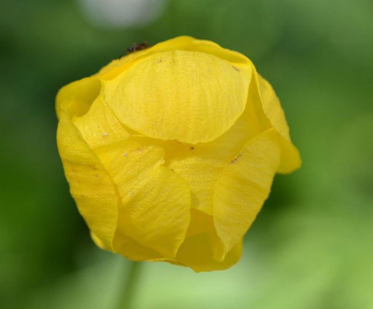 Las flores de Somiedo tienen mensaje