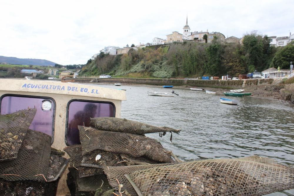 Ostras en la ría del Eo