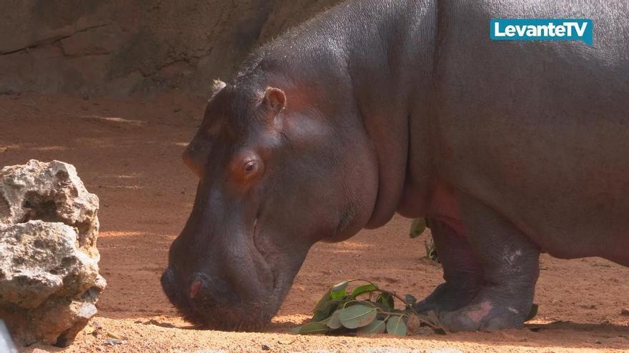 BIOPARC Valencia celebra los 44 años de la hipopótama Rigas