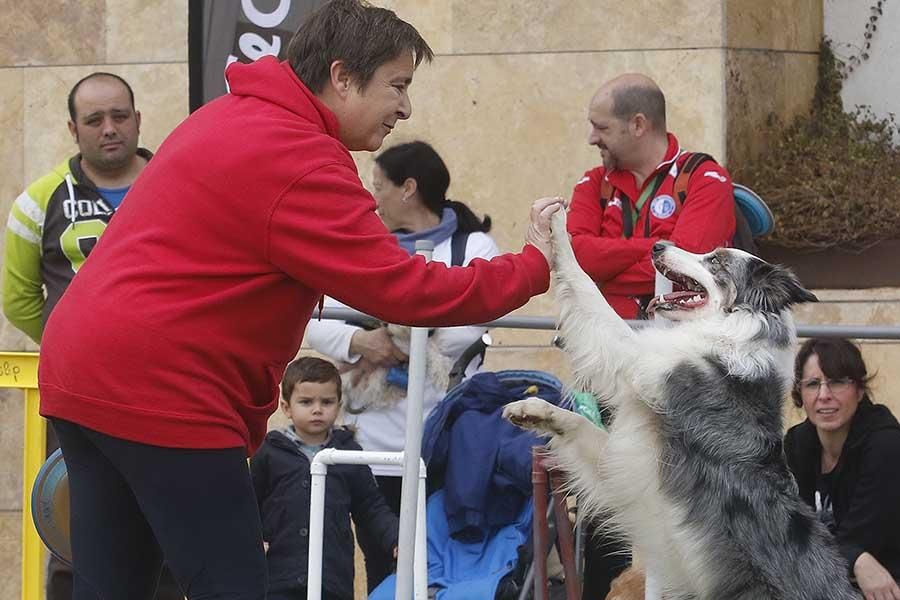 Una día muy perruno en la Canicross de Córdoba