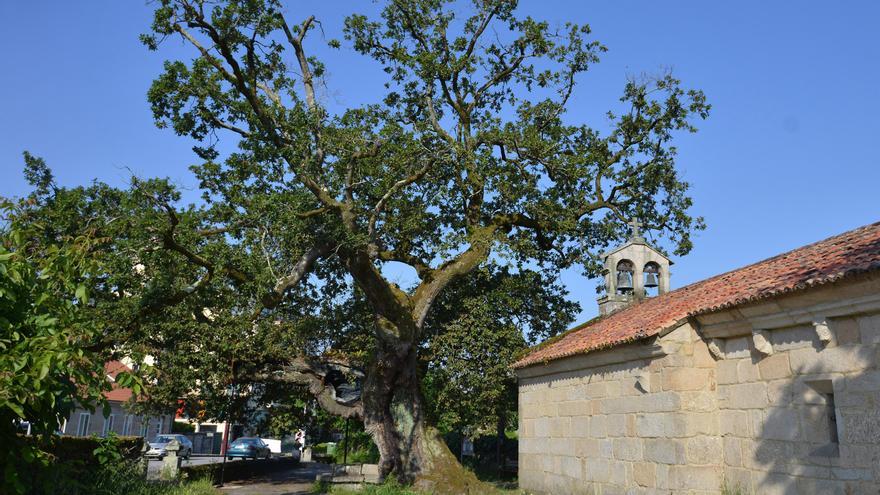 El carballo de Santa Margarida se procura descendencia