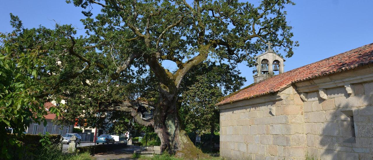 El emblemático carballo de Santa Margarida en Mourente, Pontevedra.