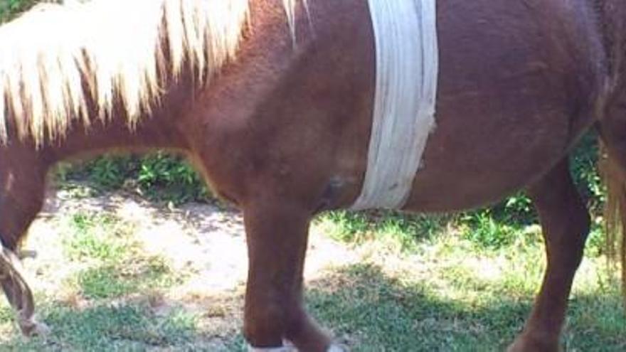 La pequeña poni, ya vendada y recuperándose de sus heridas.