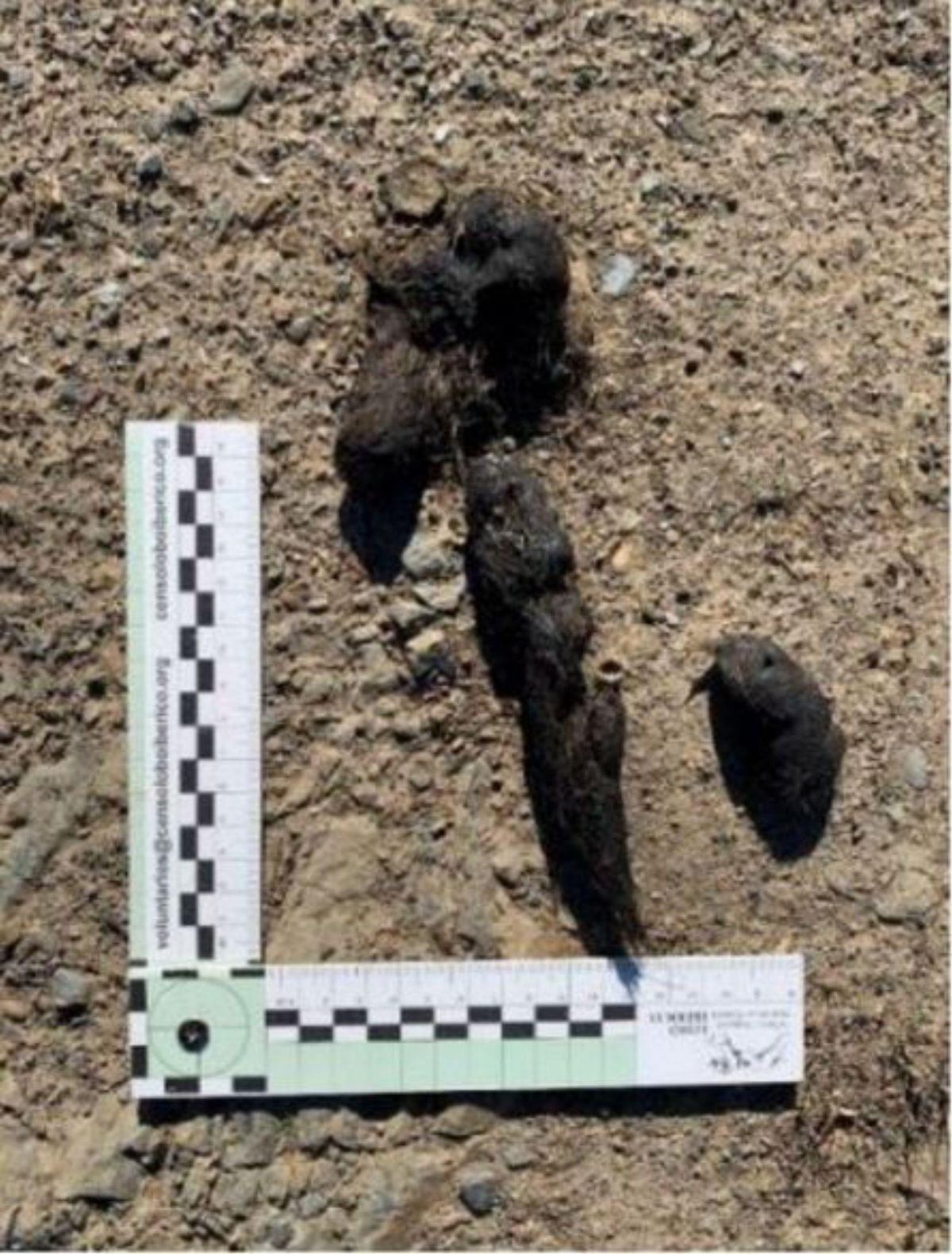 Un estudio descarta al lobo como autor de los ataques al ganado en Caldones