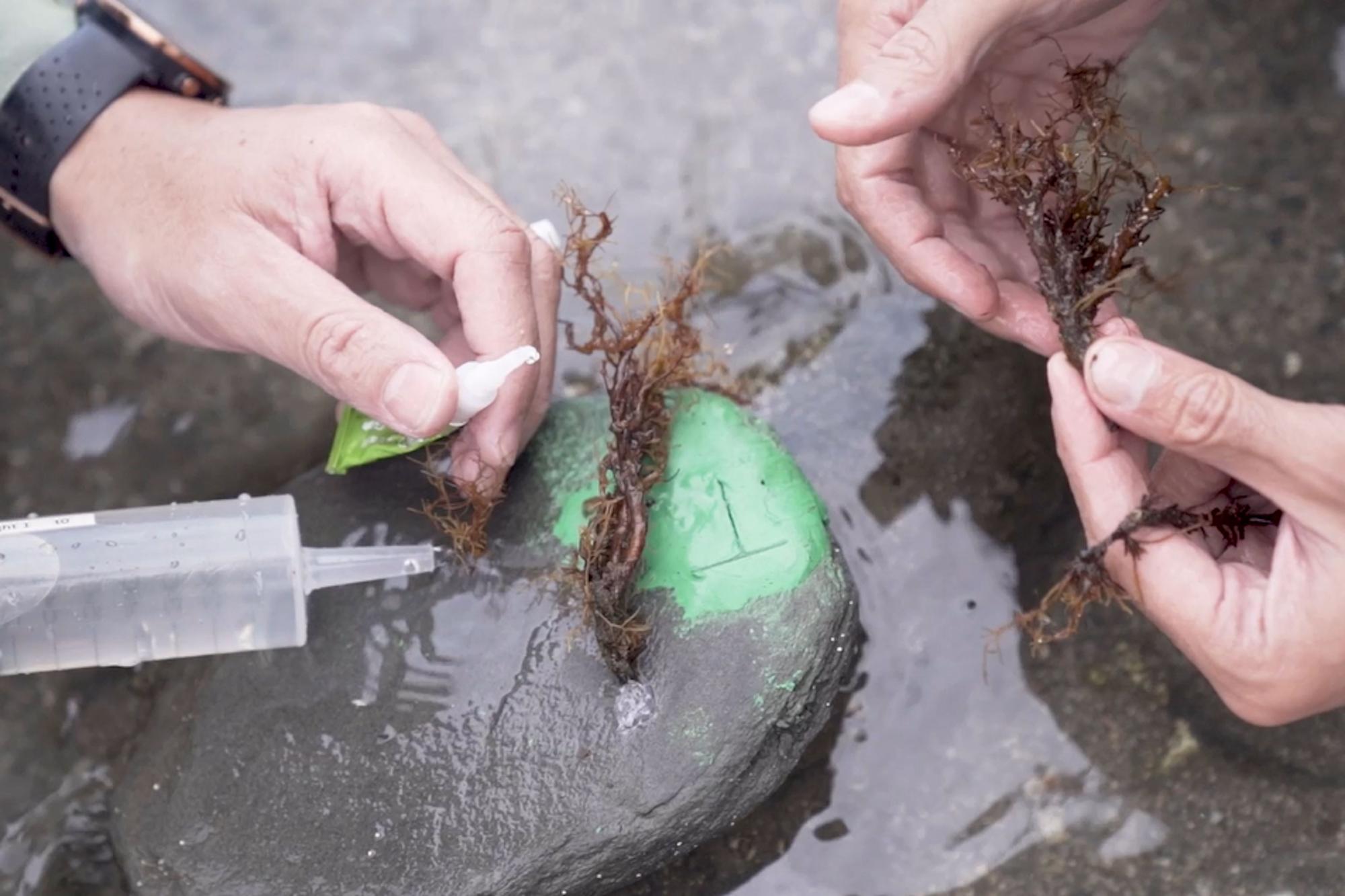 Reintrodueixen una alga al parc natural del Cap de Creus que portava més de quatre dècades extingida