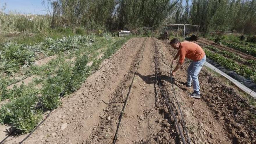 El riego por goteo ahorra agua pero incapacita los cultivos ecológicos