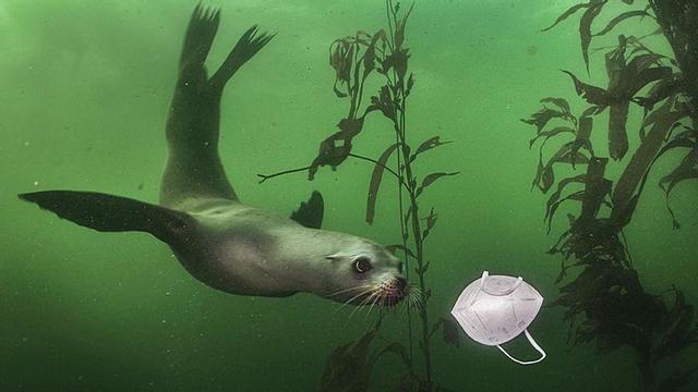 A la izquierda, el primer premio de la categoría medioambiental, y a la derecha, la instantánea ganadora del certamen.  | WPP