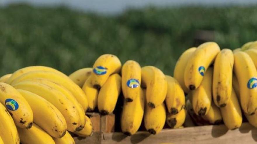 Una mano de plátanos de Canarias, el de las pintitas negras.