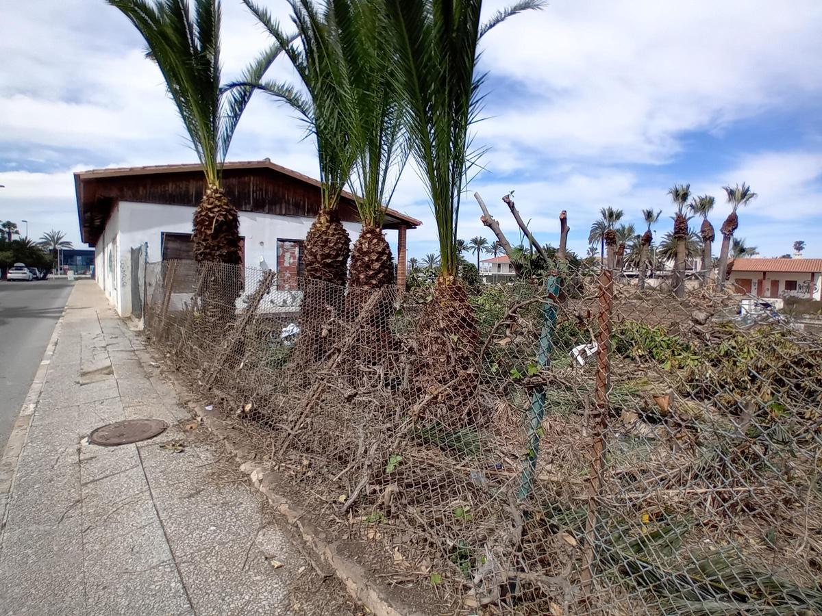 Trabajos de limpieza en una parcela de uso hotelero en La Veleta de Torrevieja