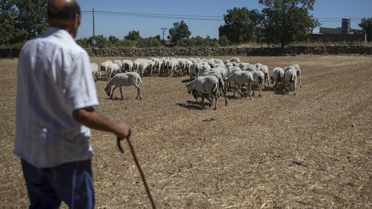 Un rebaño de ovejas en una zona de Sayago amenazada por el lobo